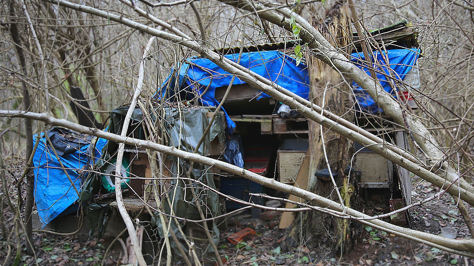 The earlier cat shelter