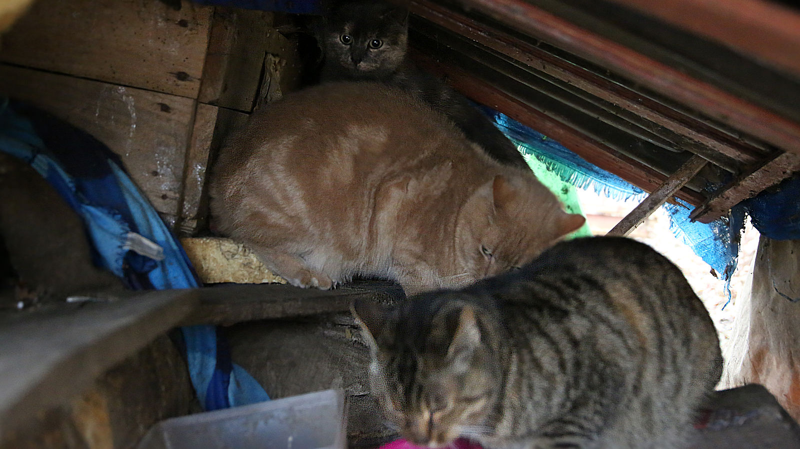 The earlier cat shelter