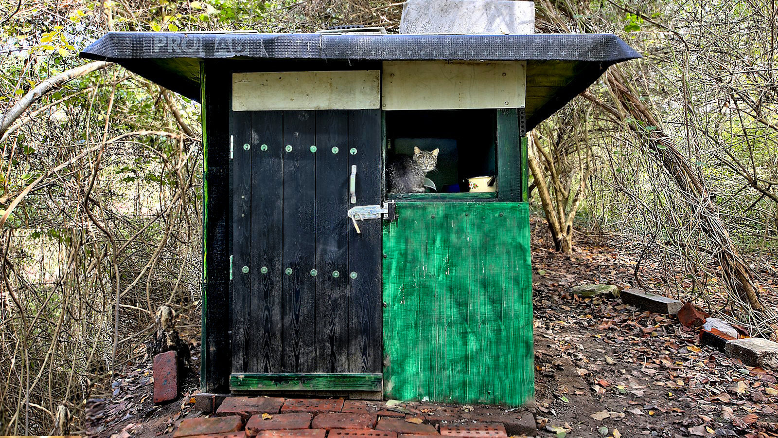 The earlier cat shelter