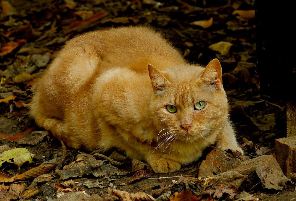 The earlier cat shelter