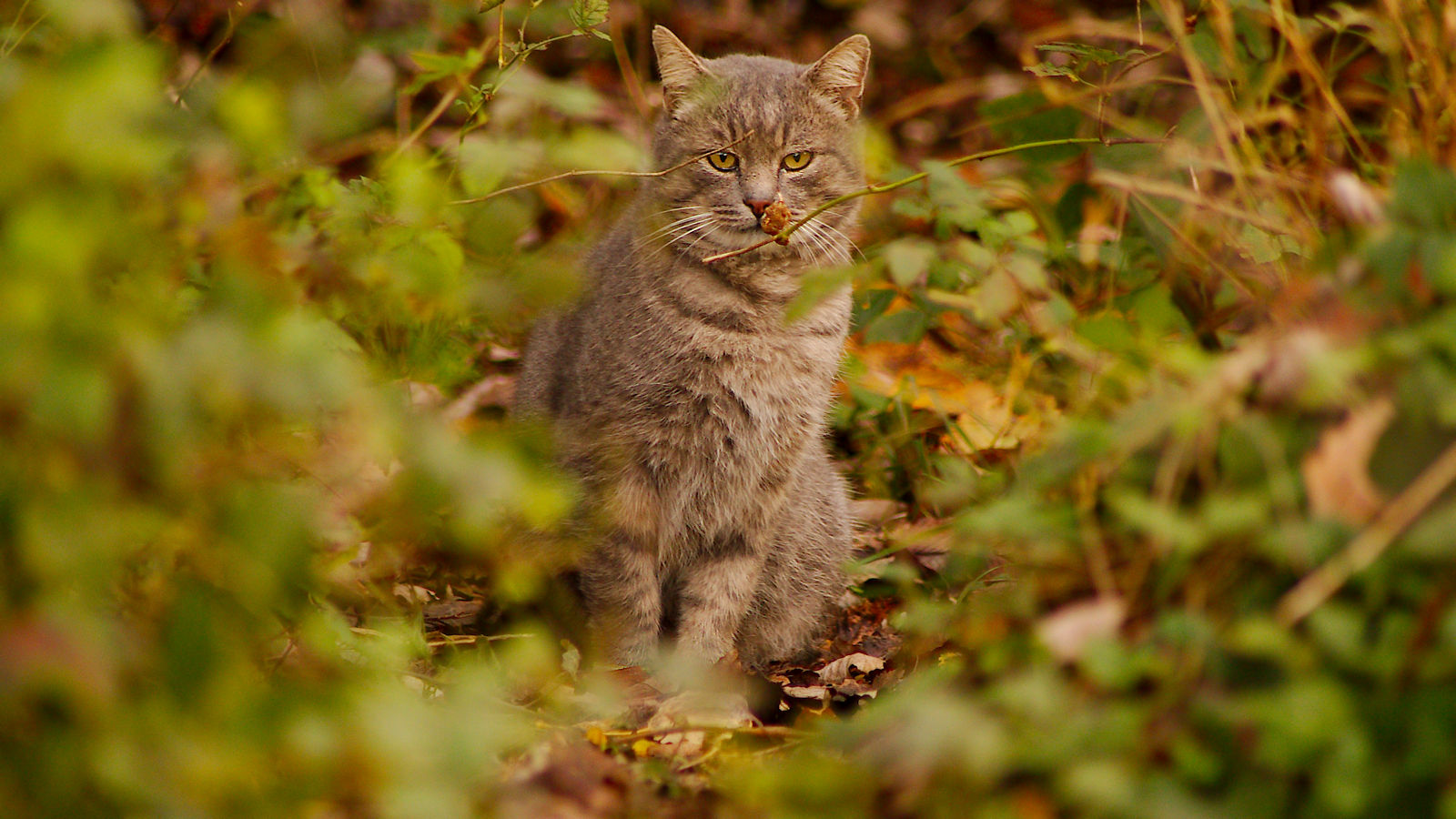 The earlier cat shelter