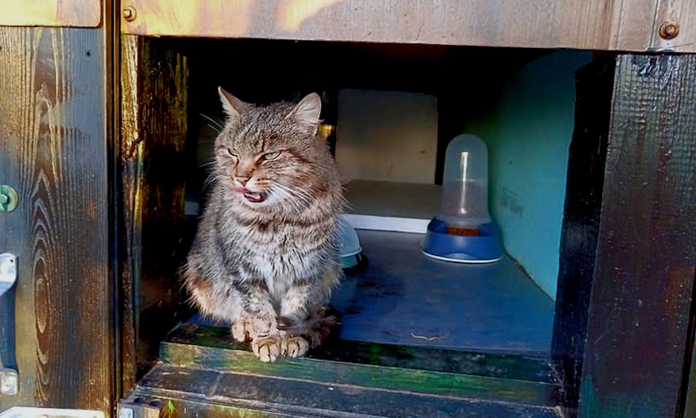 The earlier cat shelter
