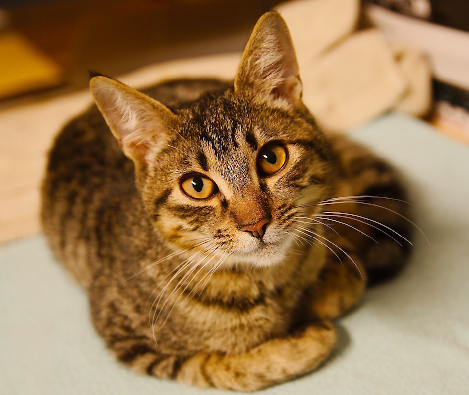 Supporting the abandoned cats of Varazdin city